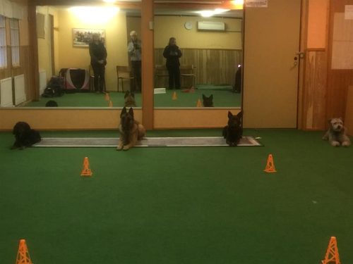 Träningsrummet på Nyköpings Brukshundklubb