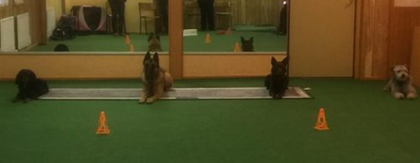 Träningsrummet på Nyköpings Brukshundklubb