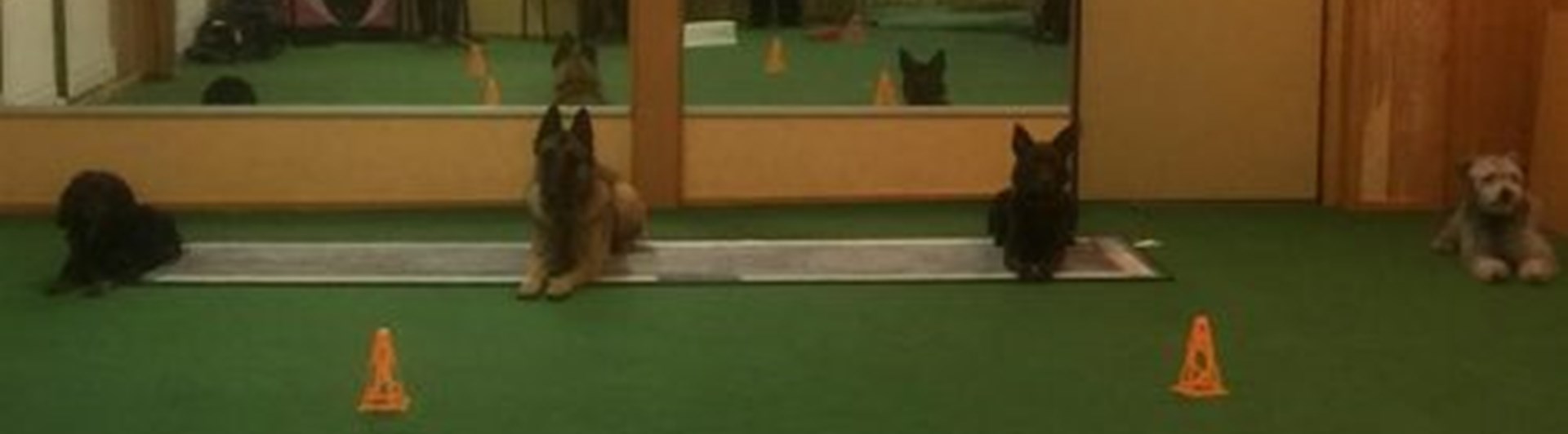 Träningsrummet på Nyköpings Brukshundklubb