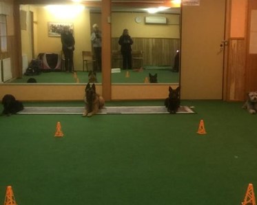 Träningsrummet på Nyköpings Brukshundklubb
