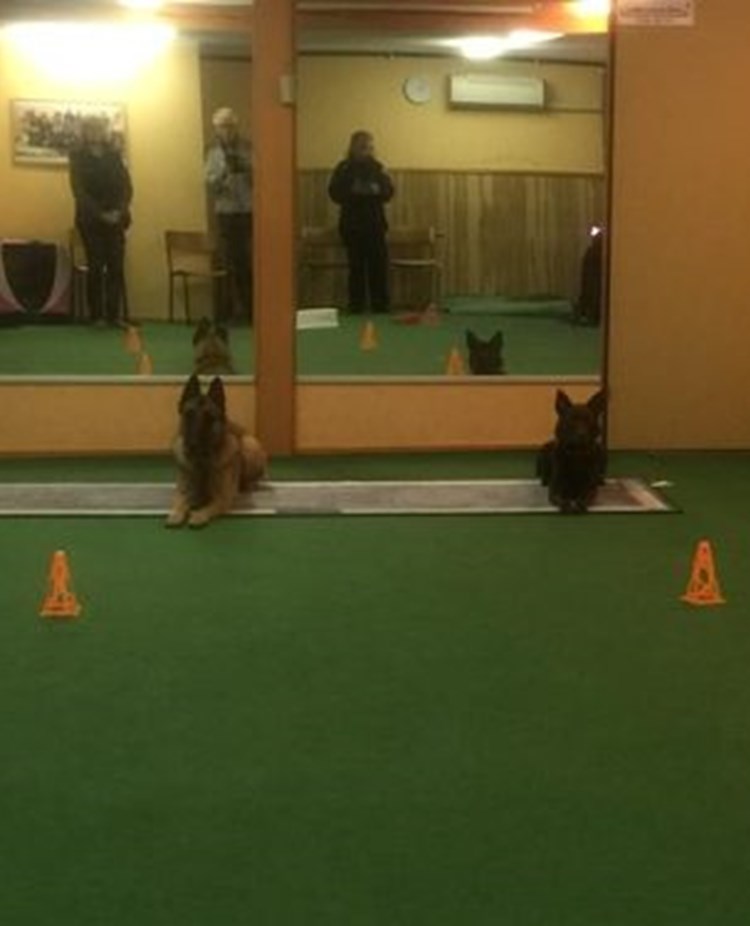 Träningsrummet på Nyköpings Brukshundklubb