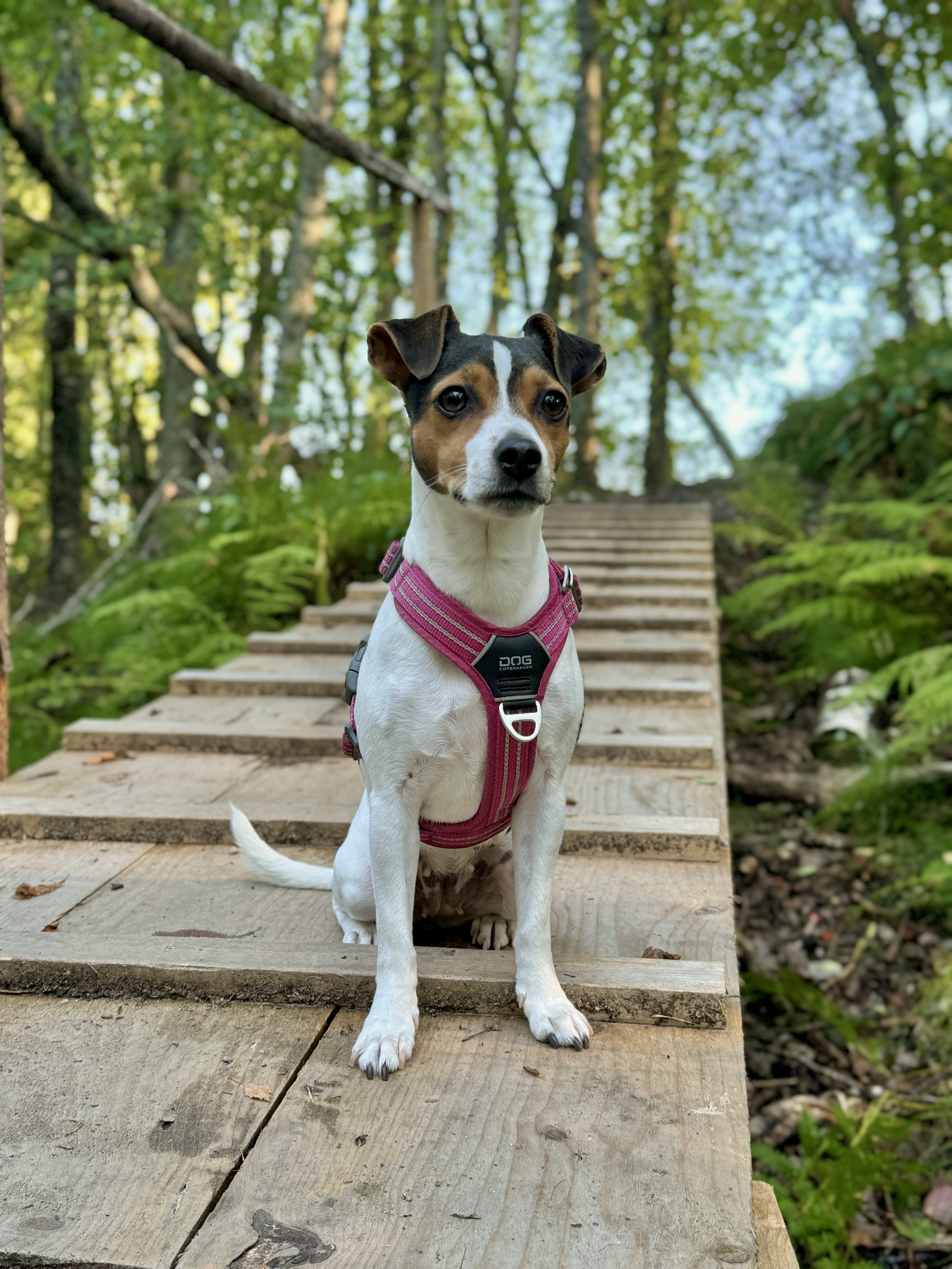 Dansk-Svensk Gårdshund med rosa hundsele sitter på en träbro i skogen