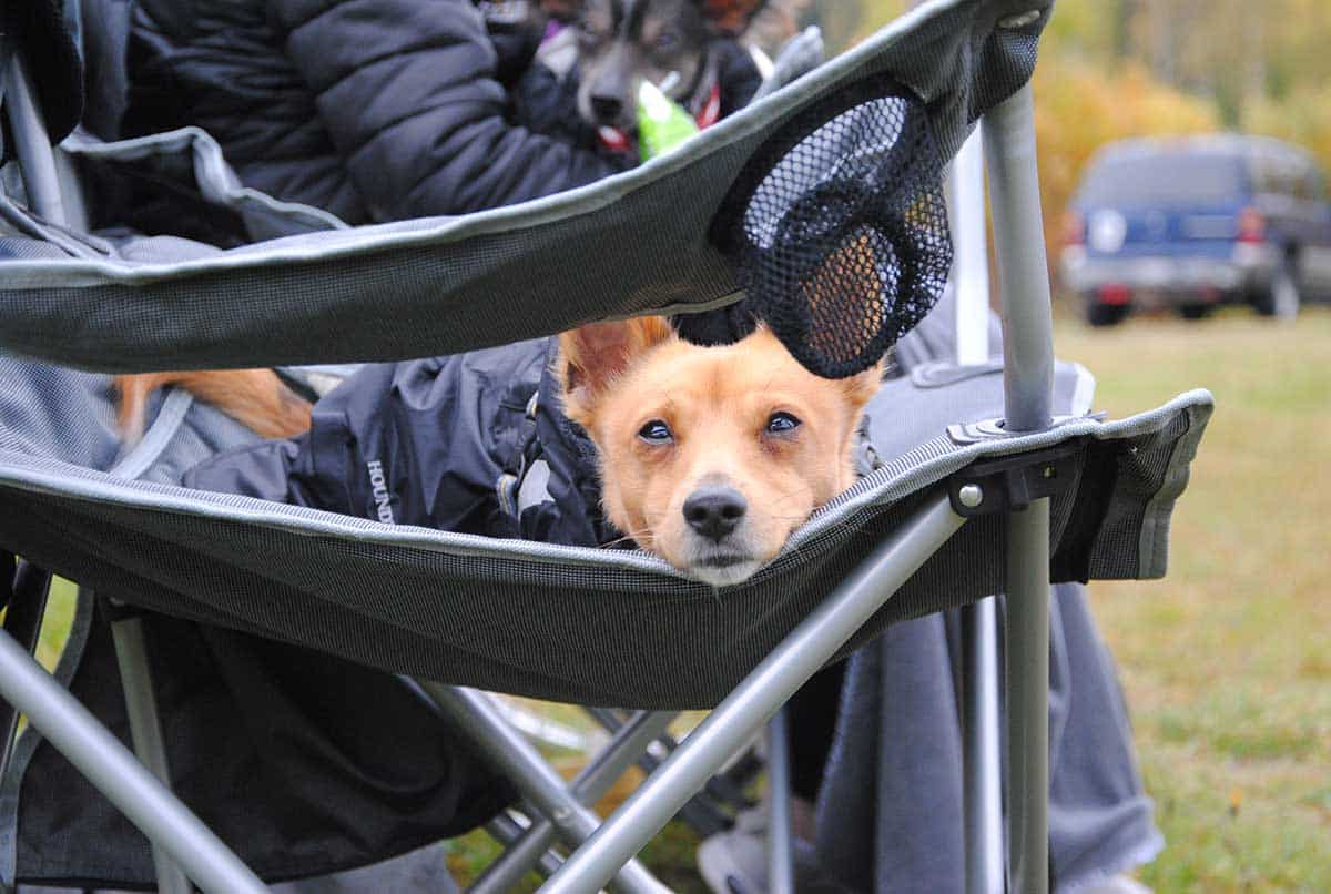 Liten hund i täcke liggande i campingstol