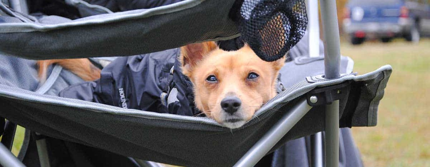 Liten hund i täcke liggande i campingstol