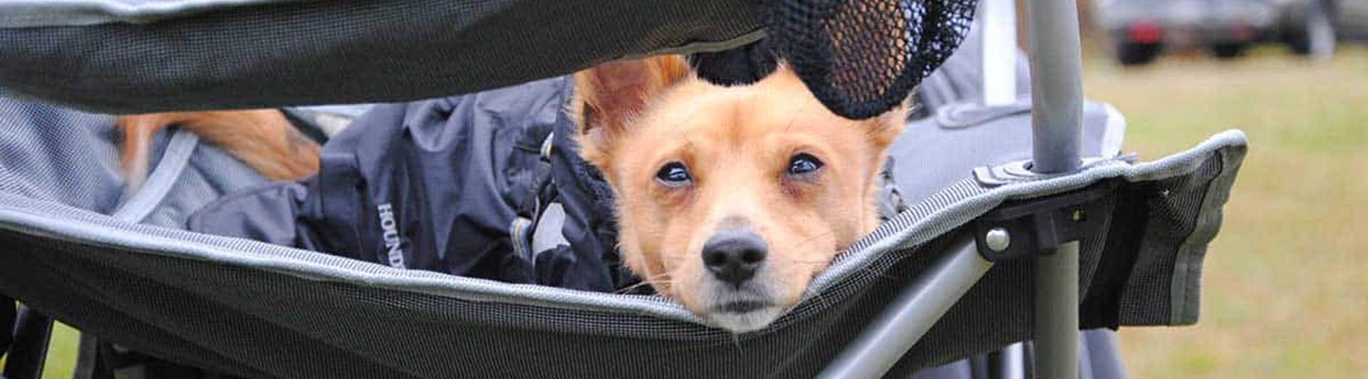 Liten hund i täcke liggande i campingstol