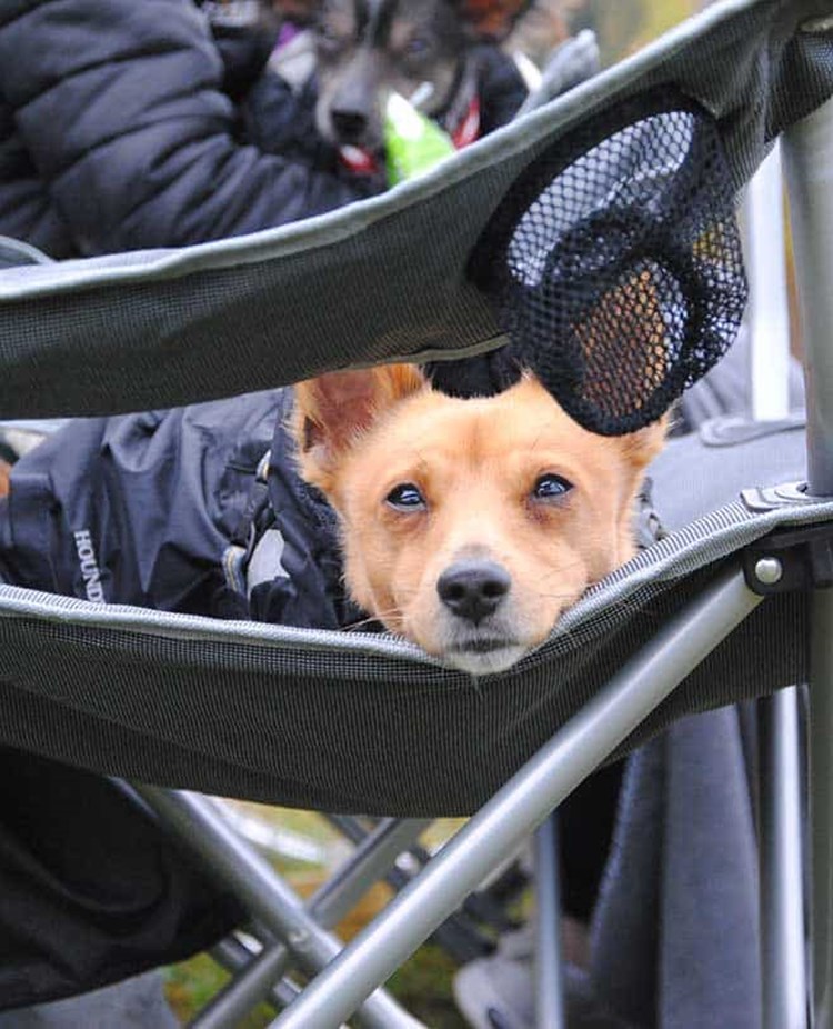 Liten hund i täcke liggande i campingstol