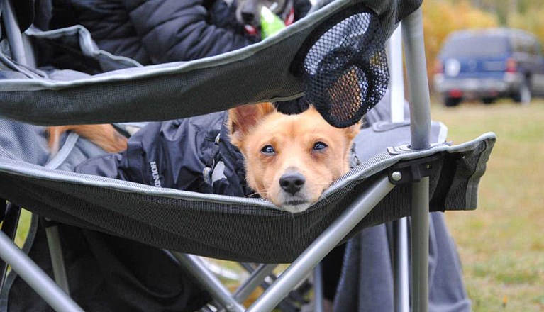 Liten hund i täcke liggande i campingstol