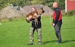 IPO-R föraren bär hund