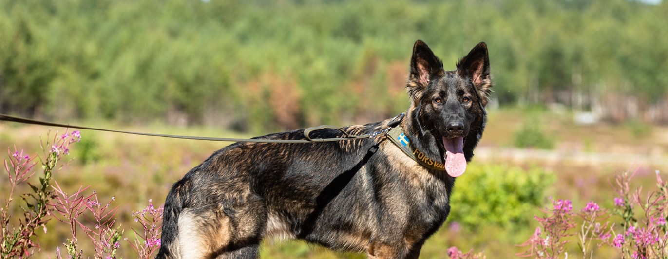 Fotograf Magnus Fröderberg