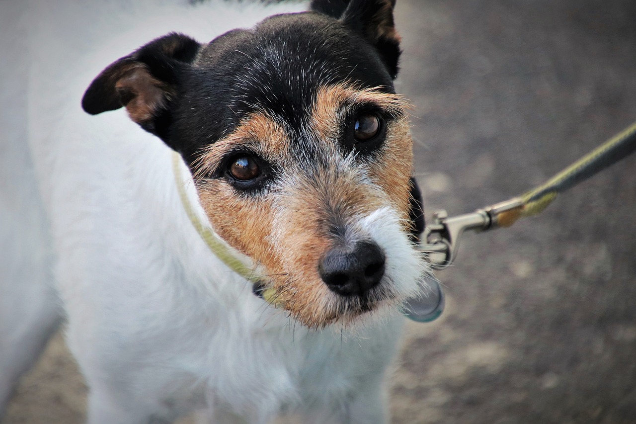 Jack russel terrier i svart brunt och vitt som tittar in i kameran.