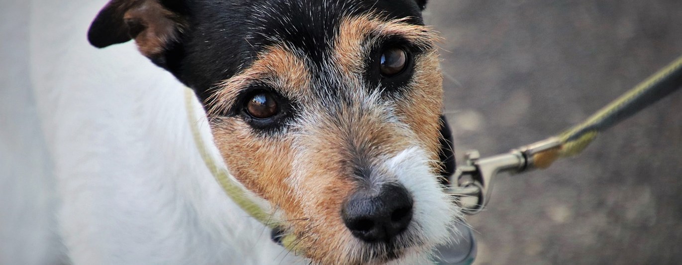 Jack russel terrier i svart brunt och vitt som tittar in i kameran.