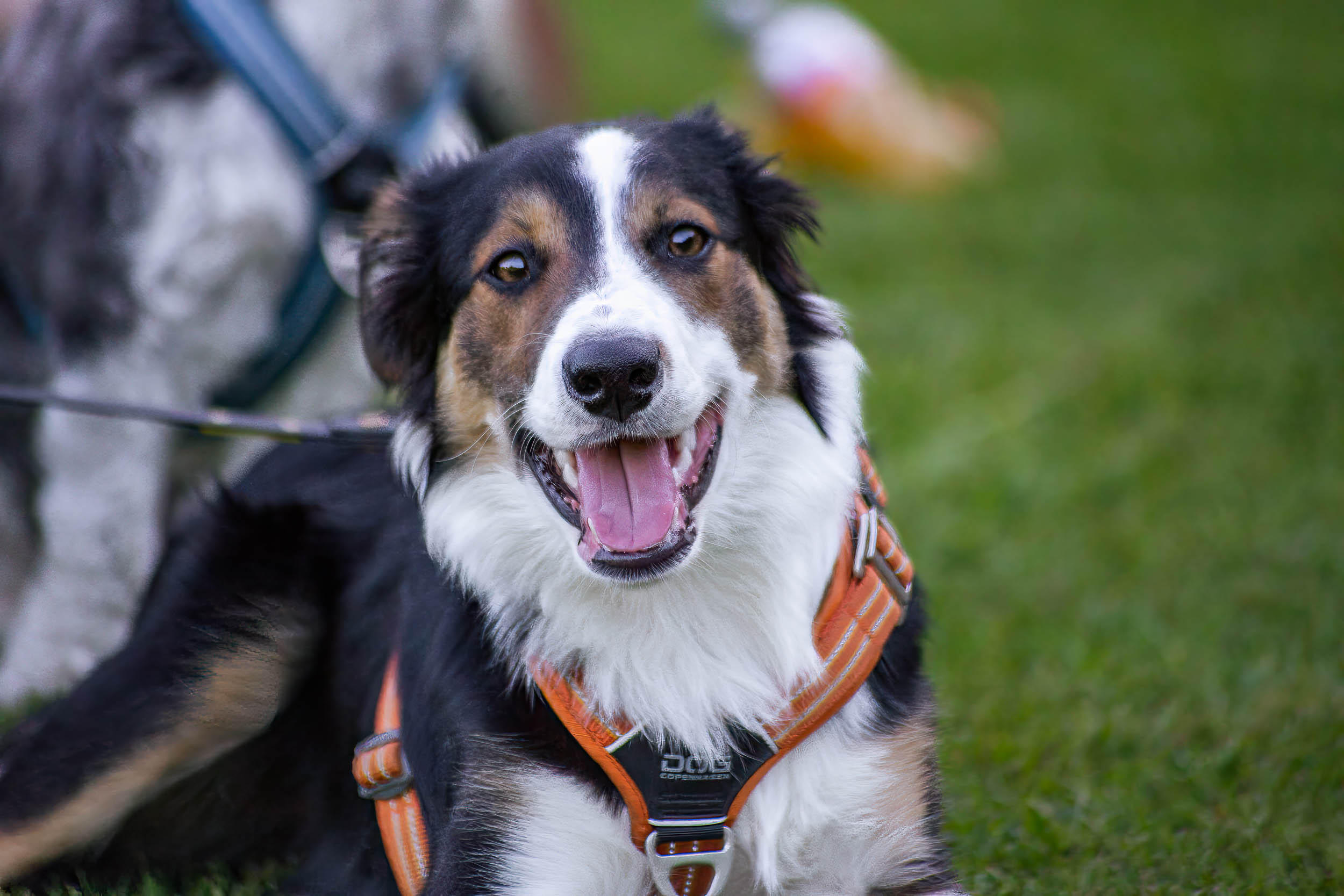 Hund tittar in i kameran