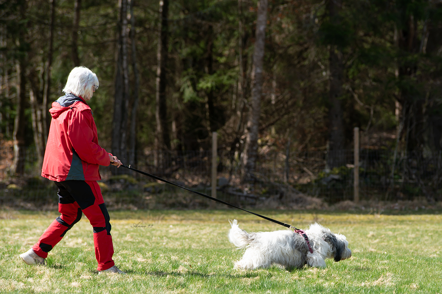 Fluffig vit hund spårar på gräsmark. Föraren, en äldre dam i vitt hår och röda kläder följer med i spårlinan.