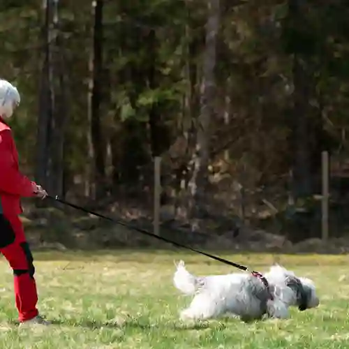 Fluffig vit hund spårar på gräsmark. Föraren, en äldre dam i vitt hår och röda kläder följer med i spårlinan.