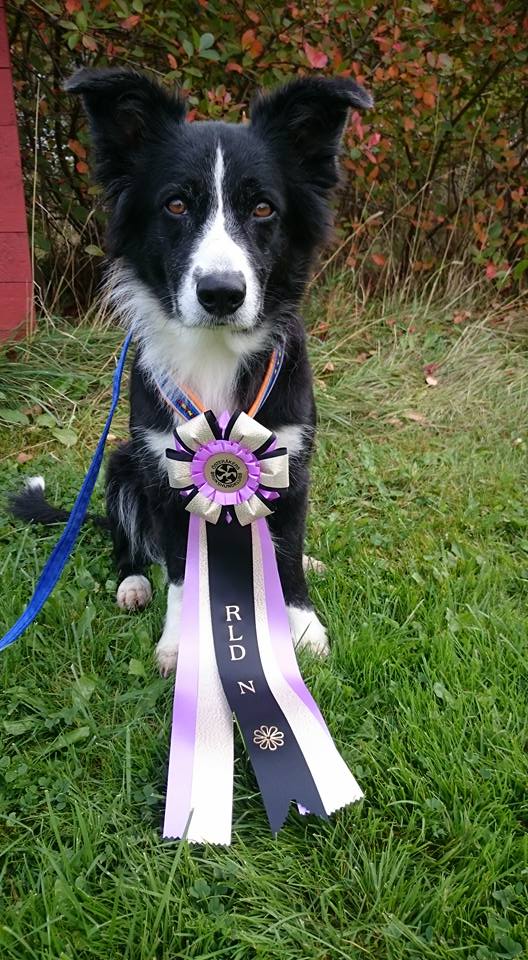 Border Collie med rosett runt halsen