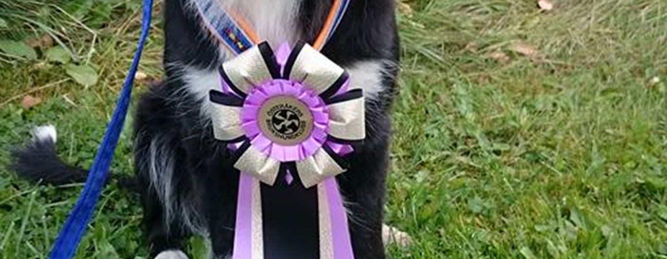 Border Collie med rosett runt halsen