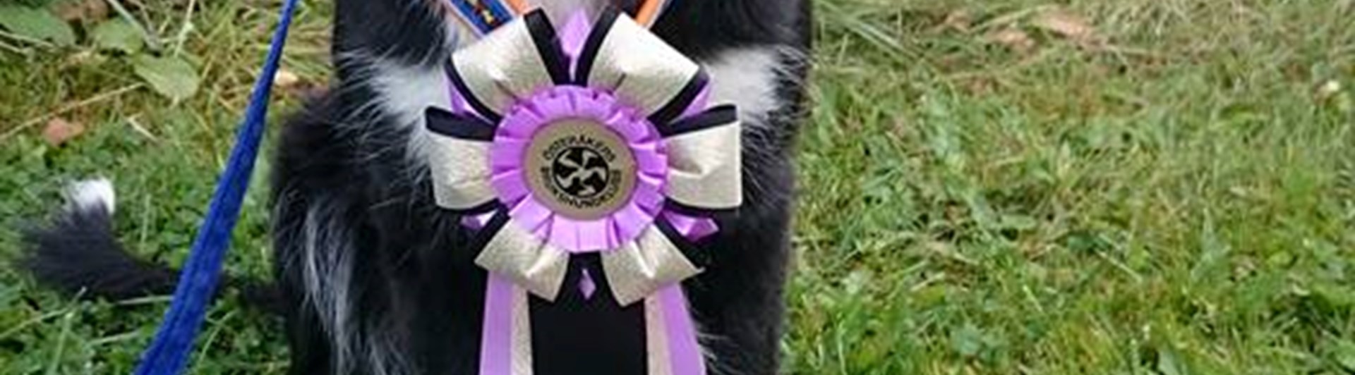 Border Collie med rosett runt halsen