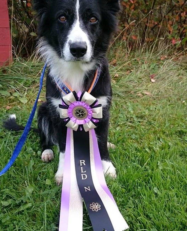 Border Collie med rosett runt halsen