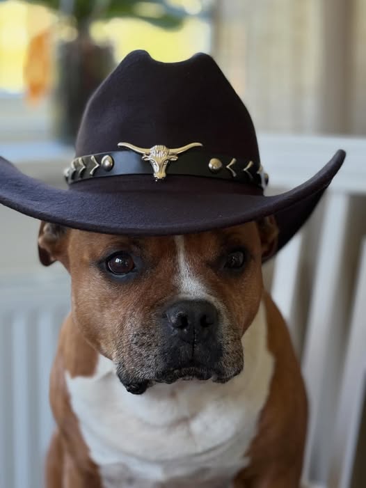Hund med en cowboyhatt på huvudet
