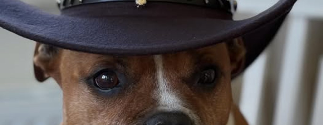 Hund med en cowboyhatt på huvudet