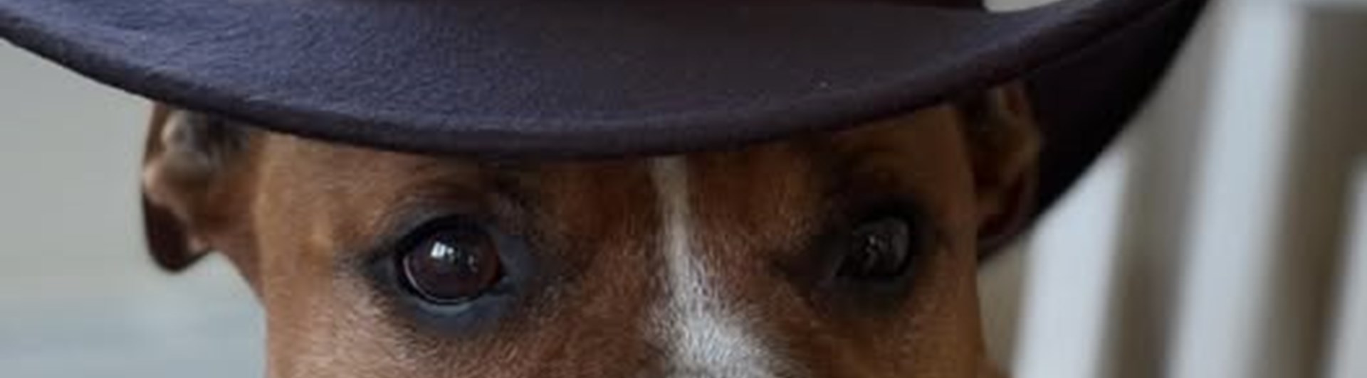 Hund med en cowboyhatt på huvudet