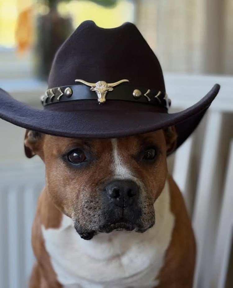 Hund med en cowboyhatt på huvudet