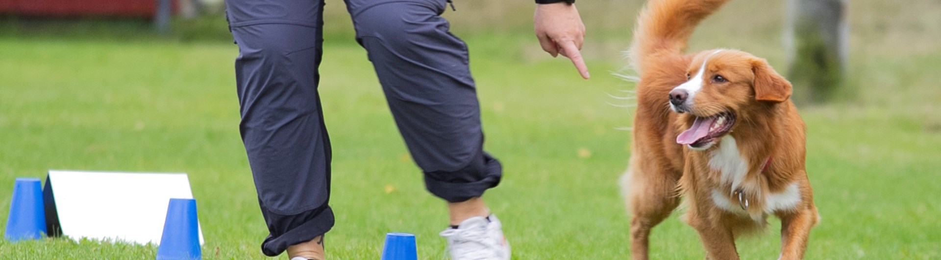 Nedansiljans Brukshundsklubb Rallylydnad