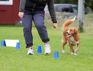 Nedansiljans Brukshundsklubb Rallylydnad