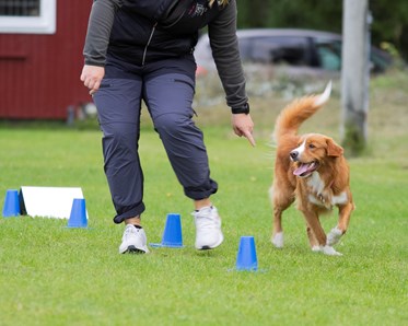 Nedansiljans Brukshundsklubb Rallylydnad