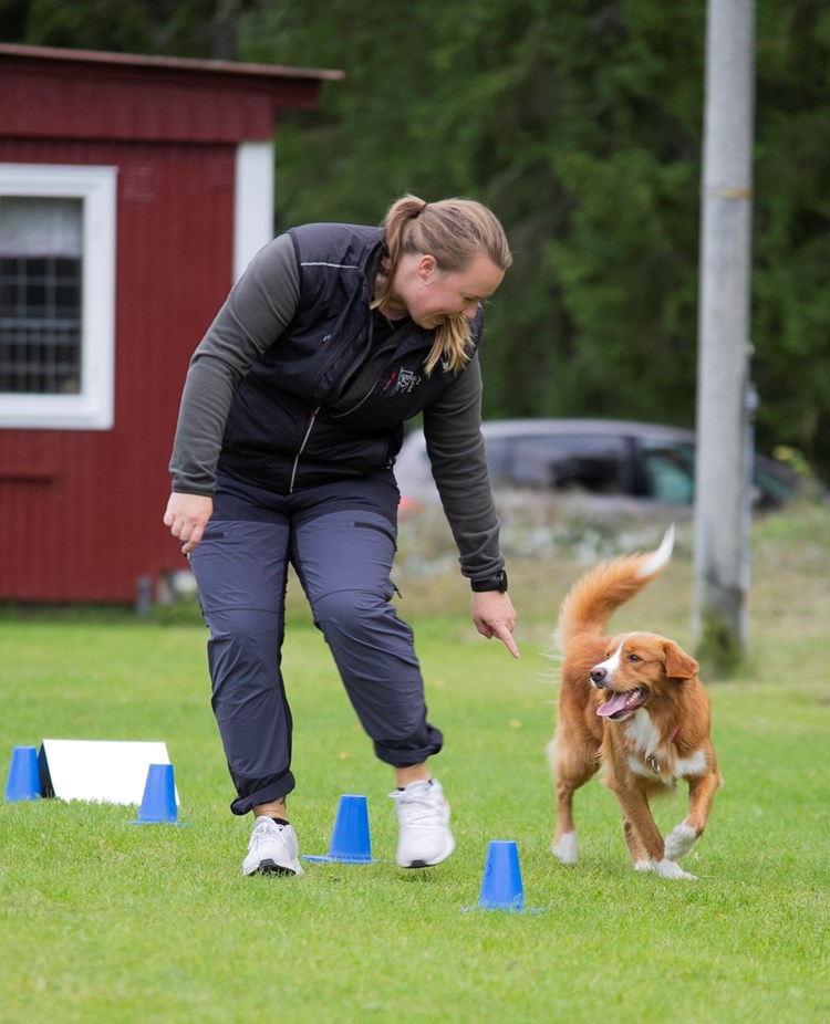 Nedansiljans Brukshundsklubb Rallylydnad