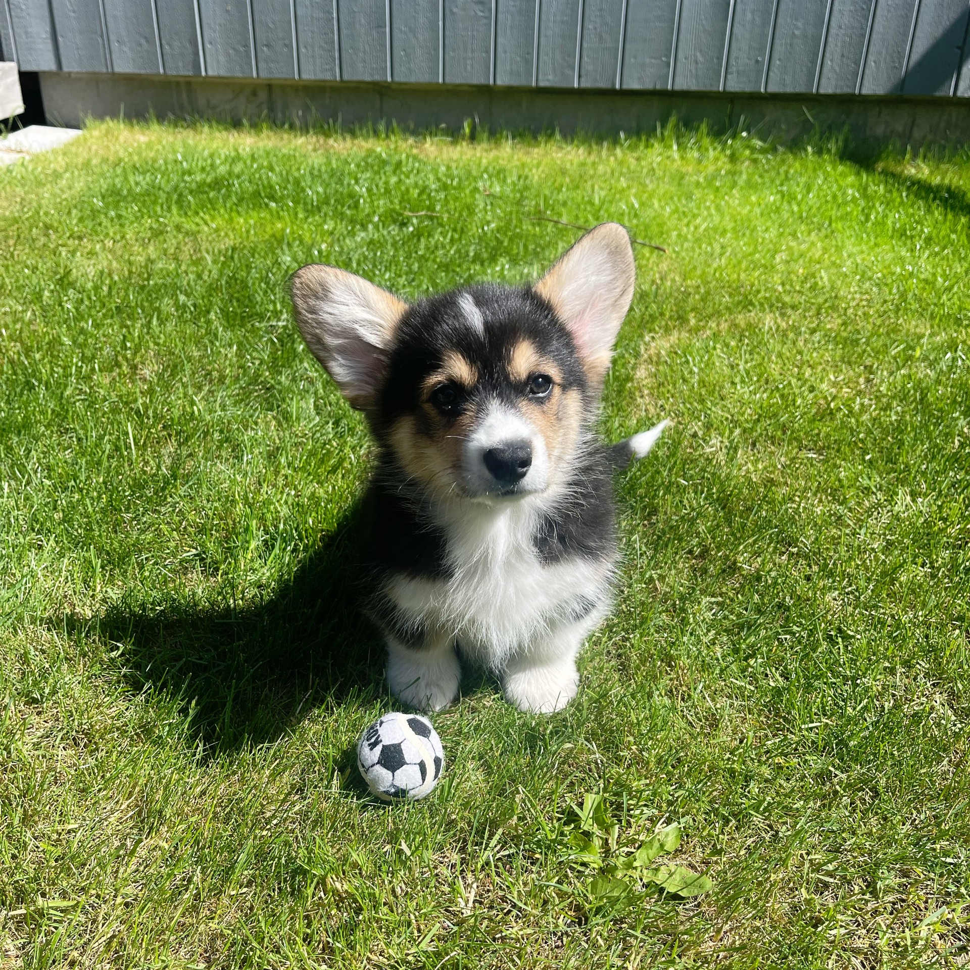 Trefärgad corgivalp sitter på en gräsmatta med en mini-fotboll. 
