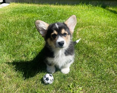 Trefärgad corgivalp sitter på en gräsmatta med en mini-fotboll.
