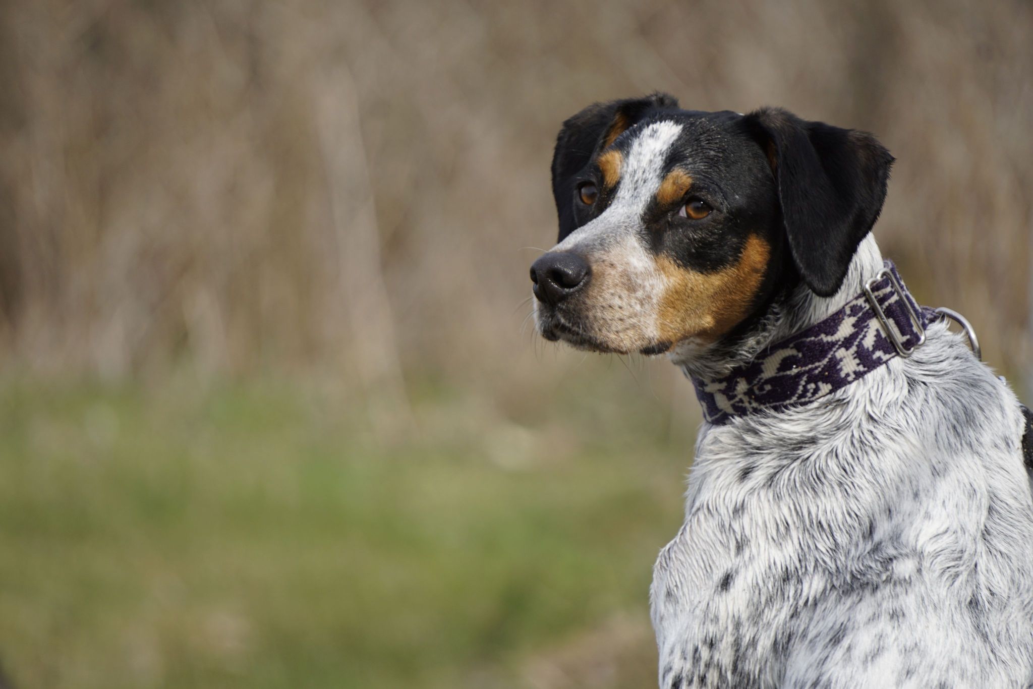 En hund som tittar in i kameran över sin axel.