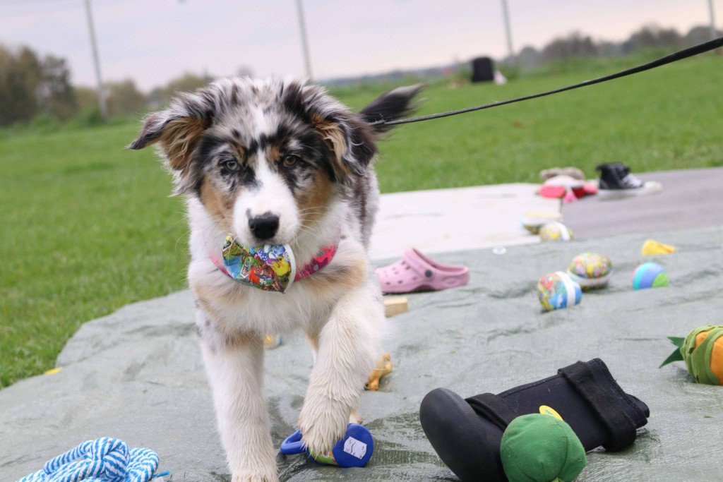 Valp som letar föremål på grön presenning.  