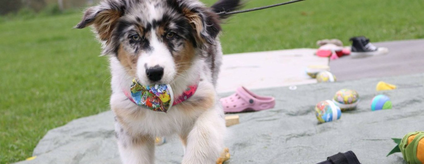 Valp som letar föremål på grön presenning.