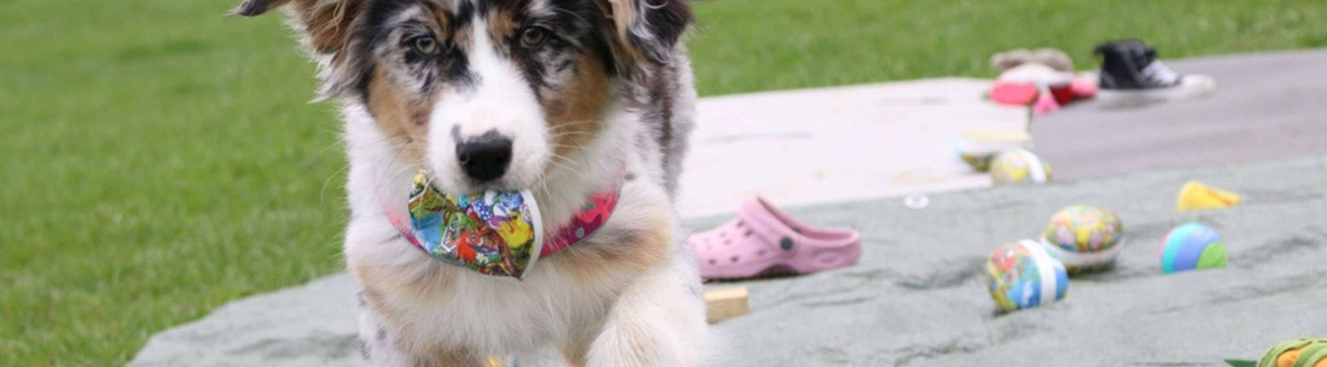 Valp som letar föremål på grön presenning.