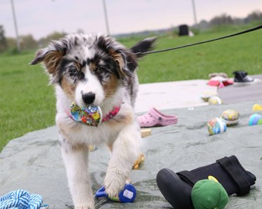Valp som letar föremål på grön presenning.