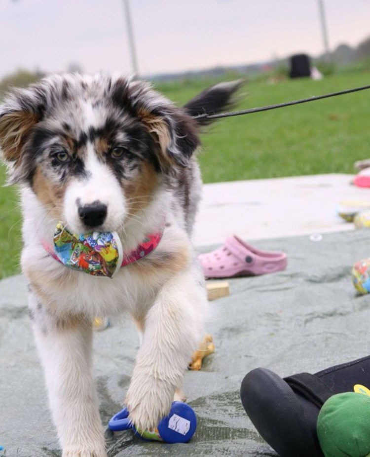 Valp som letar föremål på grön presenning.
