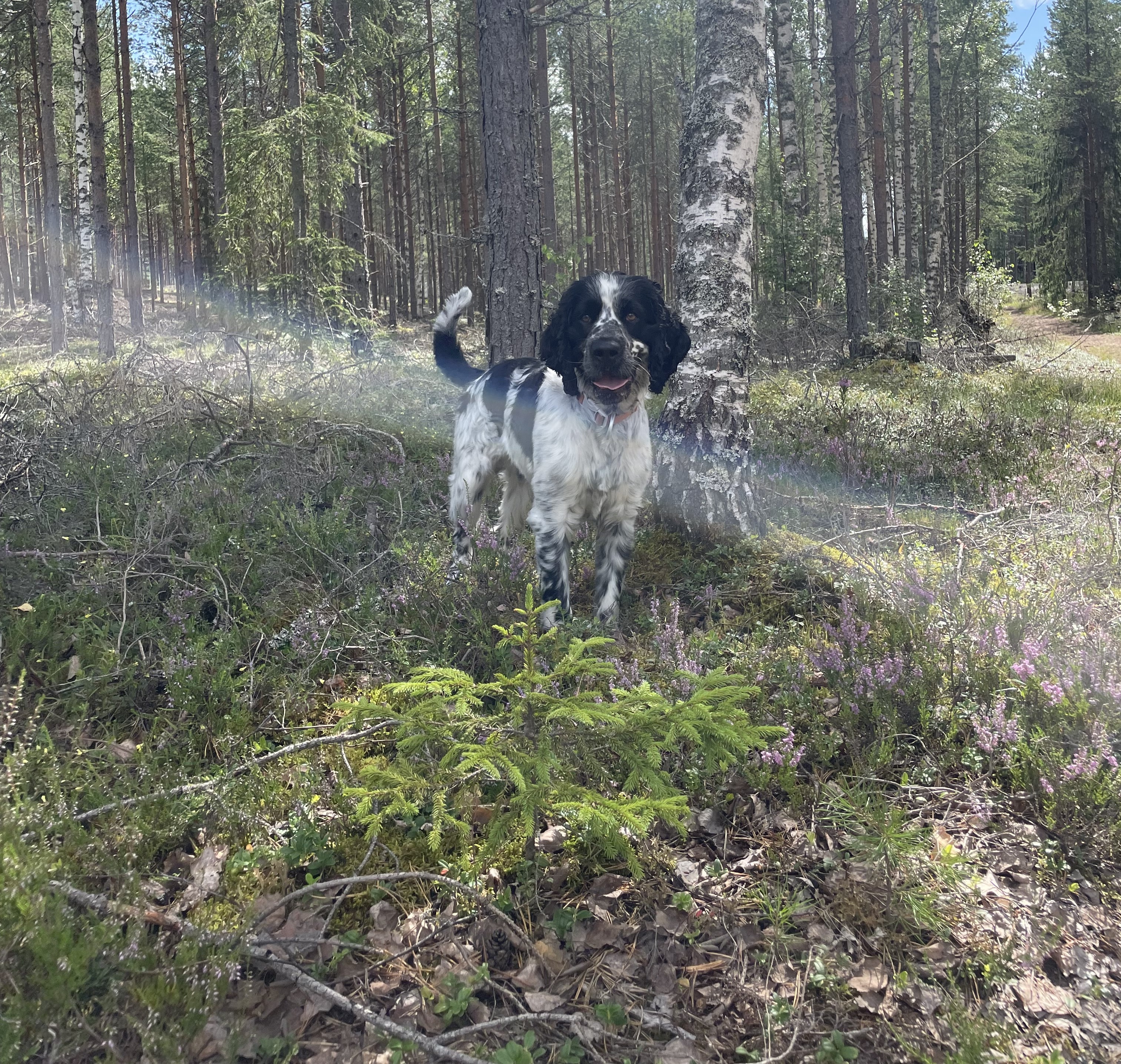 Hector, engelsk springer spaniel
