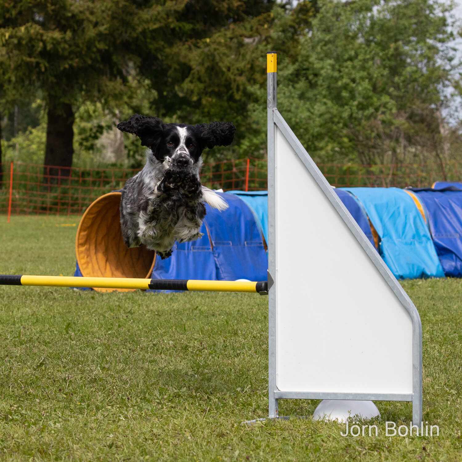 Springer spaniel hoppar hinder
