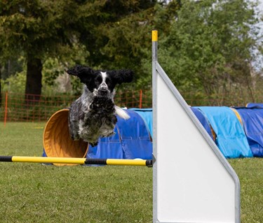 Springer spaniel hoppar hinder