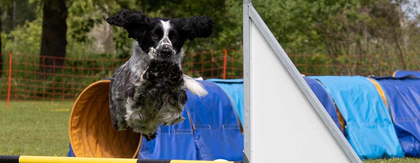 Springer spaniel hoppar hinder
