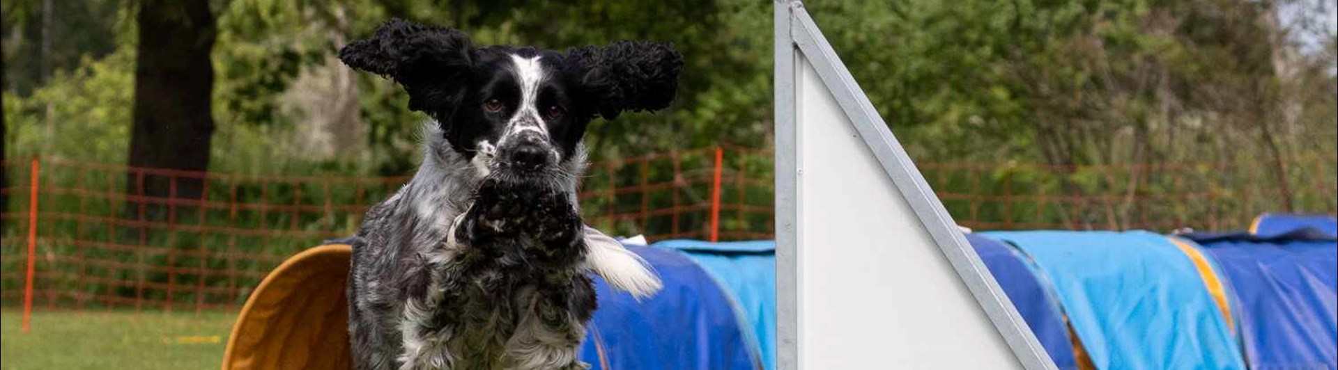 Springer spaniel hoppar hinder