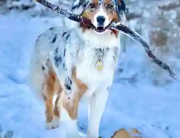 Australien Shephard-hund med en lång pinne i munnen står på en snöig trädstam