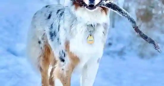 Australien Shephard-hund med en lång pinne i munnen står på en snöig trädstam