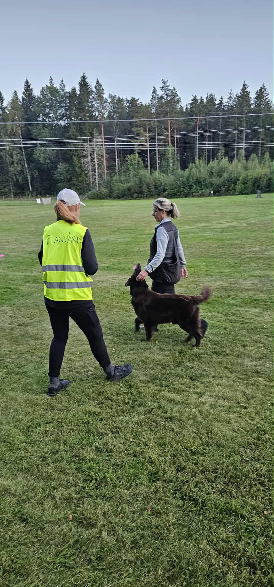 Öppenträning lydnad med planvärd