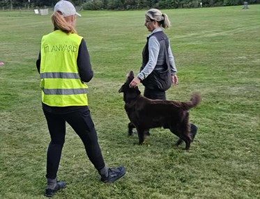 Öppenträning lydnad med planvärd