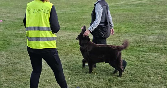 Öppenträning lydnad med planvärd