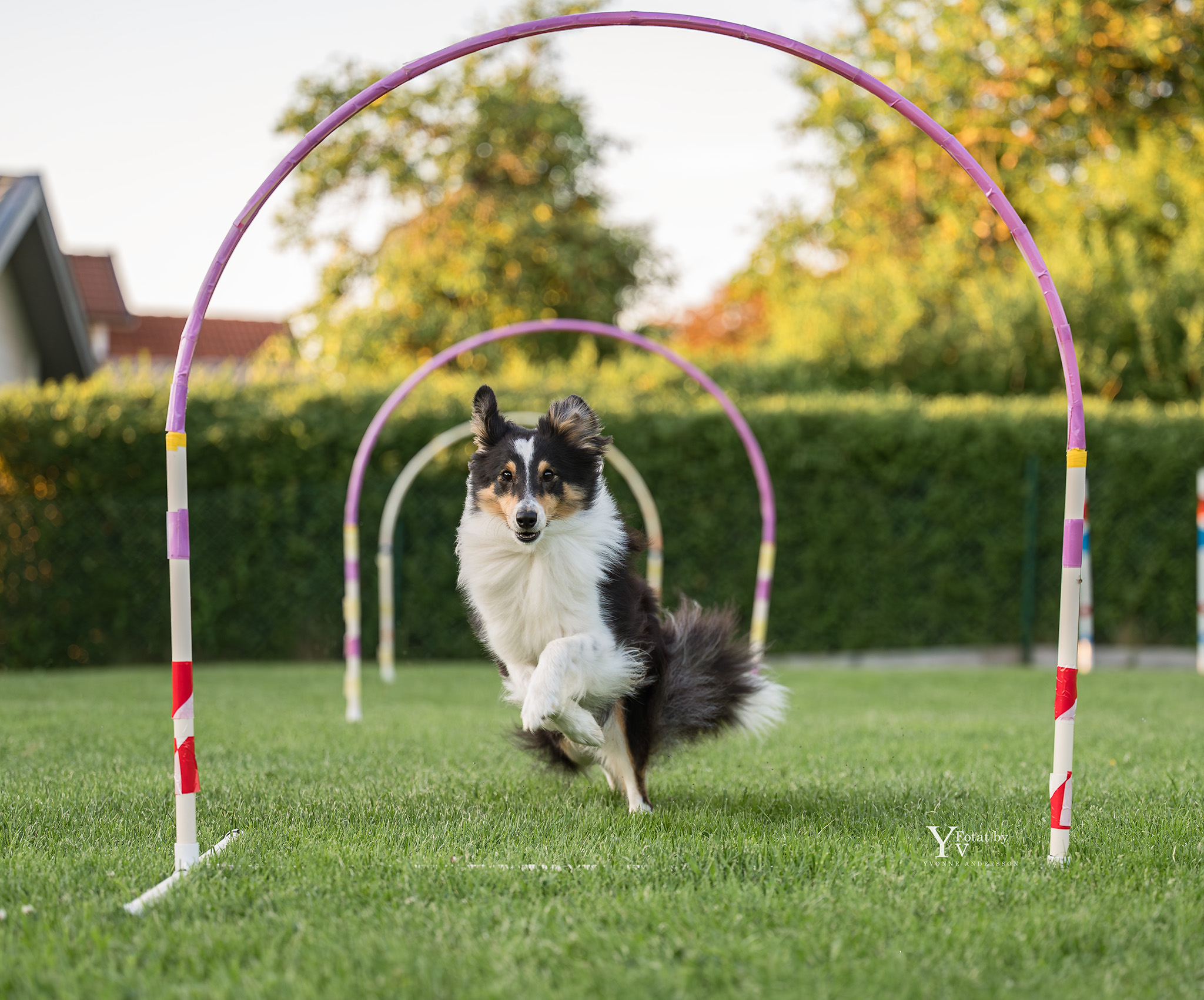 Sheltie som såringer genom en Hoop