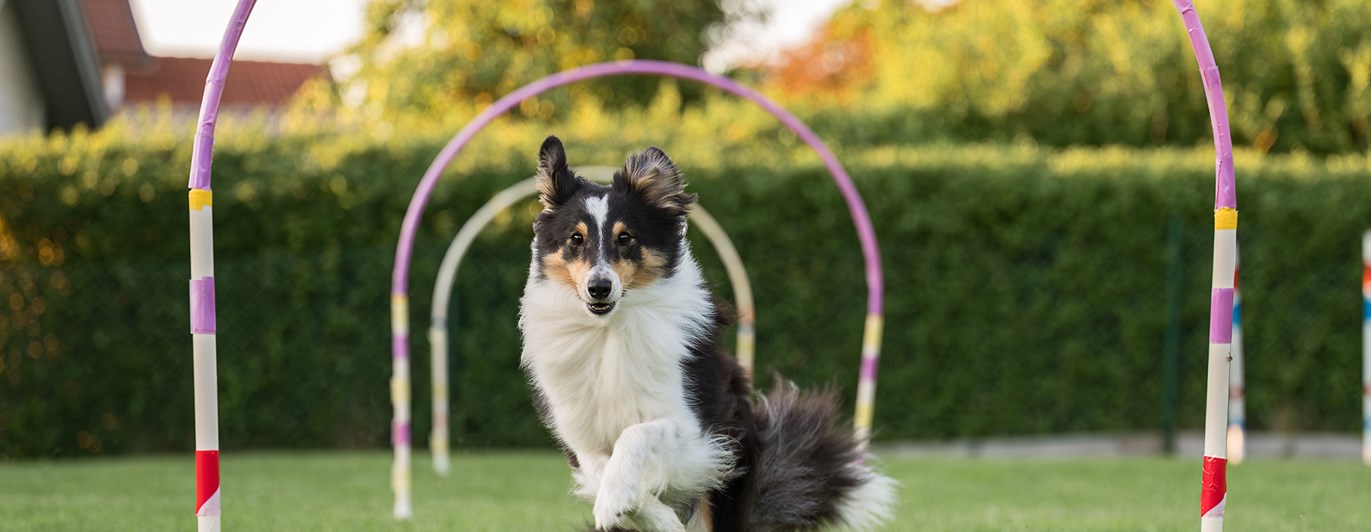 Sheltie som såringer genom en Hoop